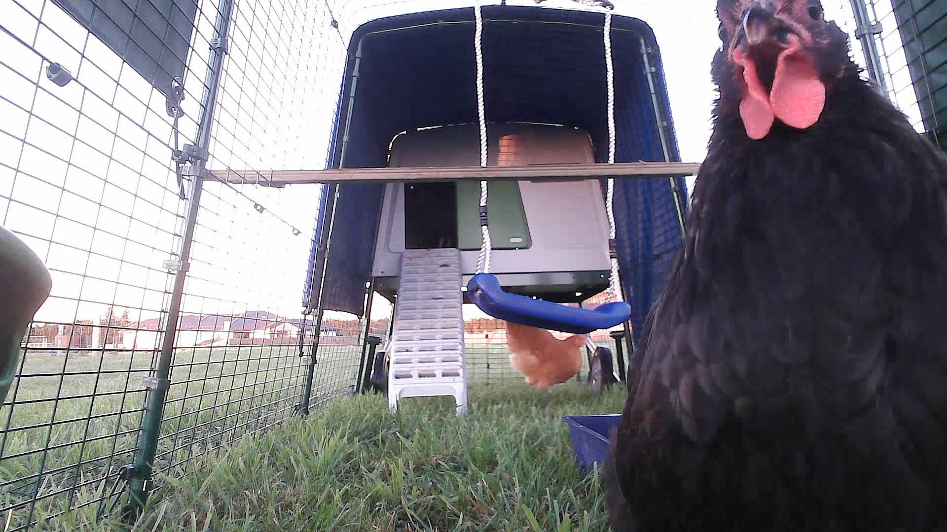 Coop photo