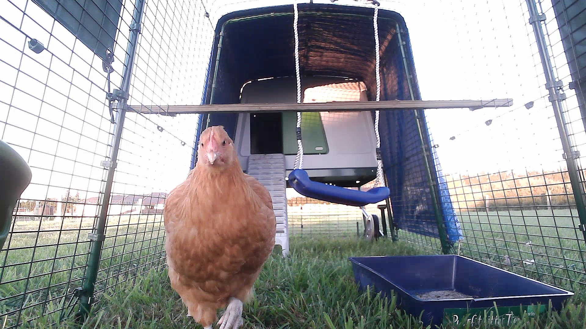 Coop photo