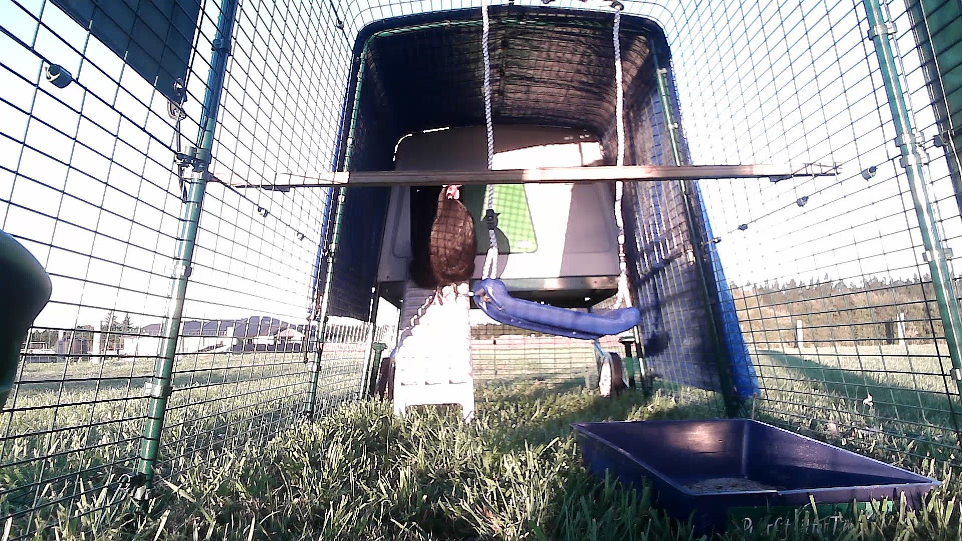 Coop photo