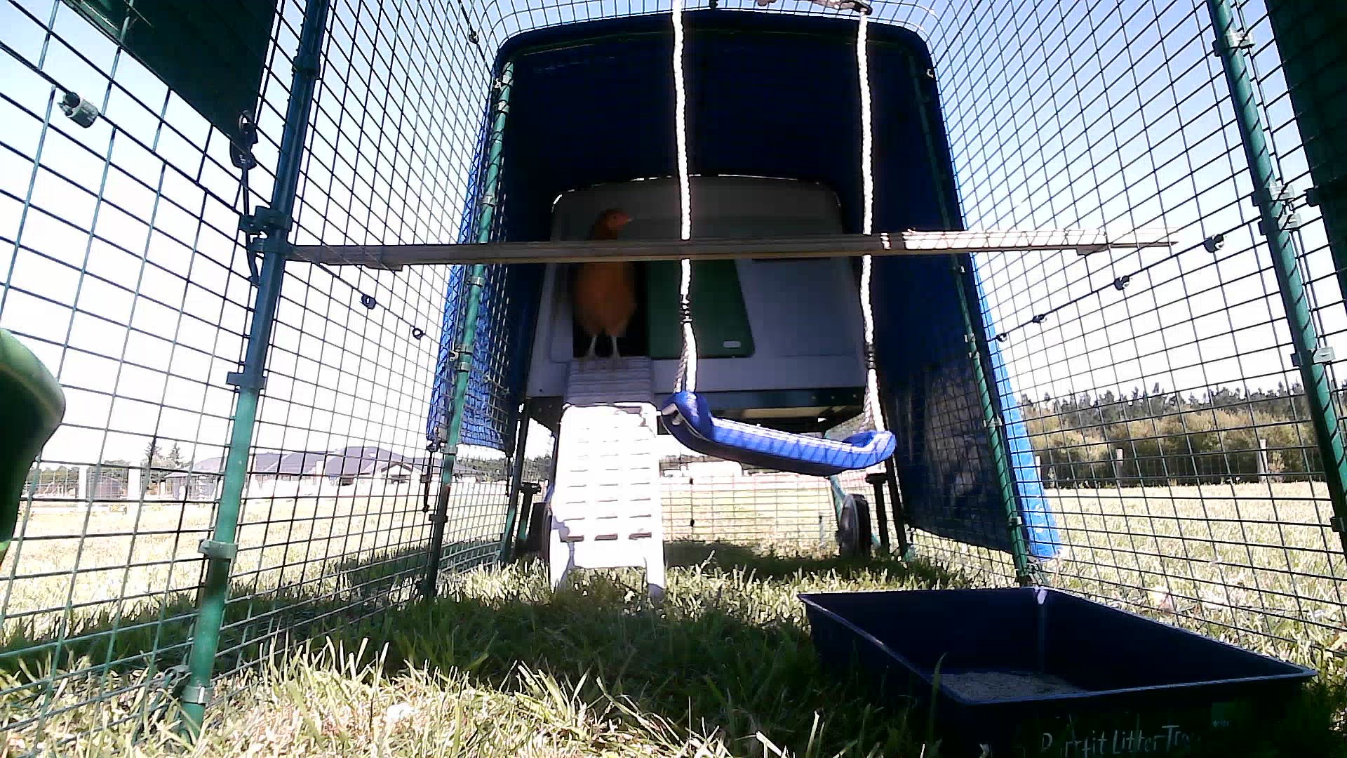 Coop photo