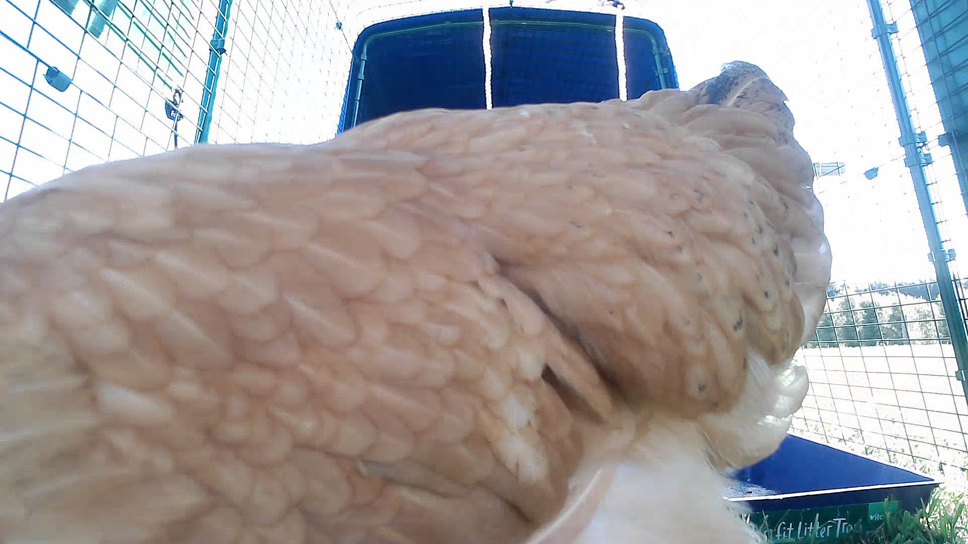 Coop photo