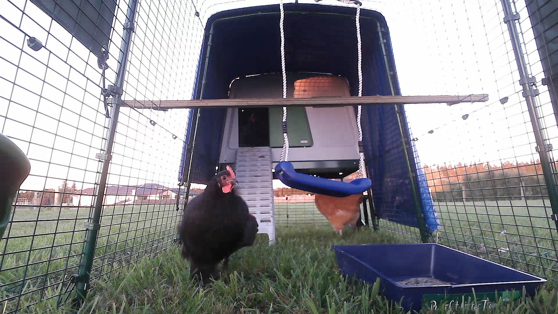Coop photo