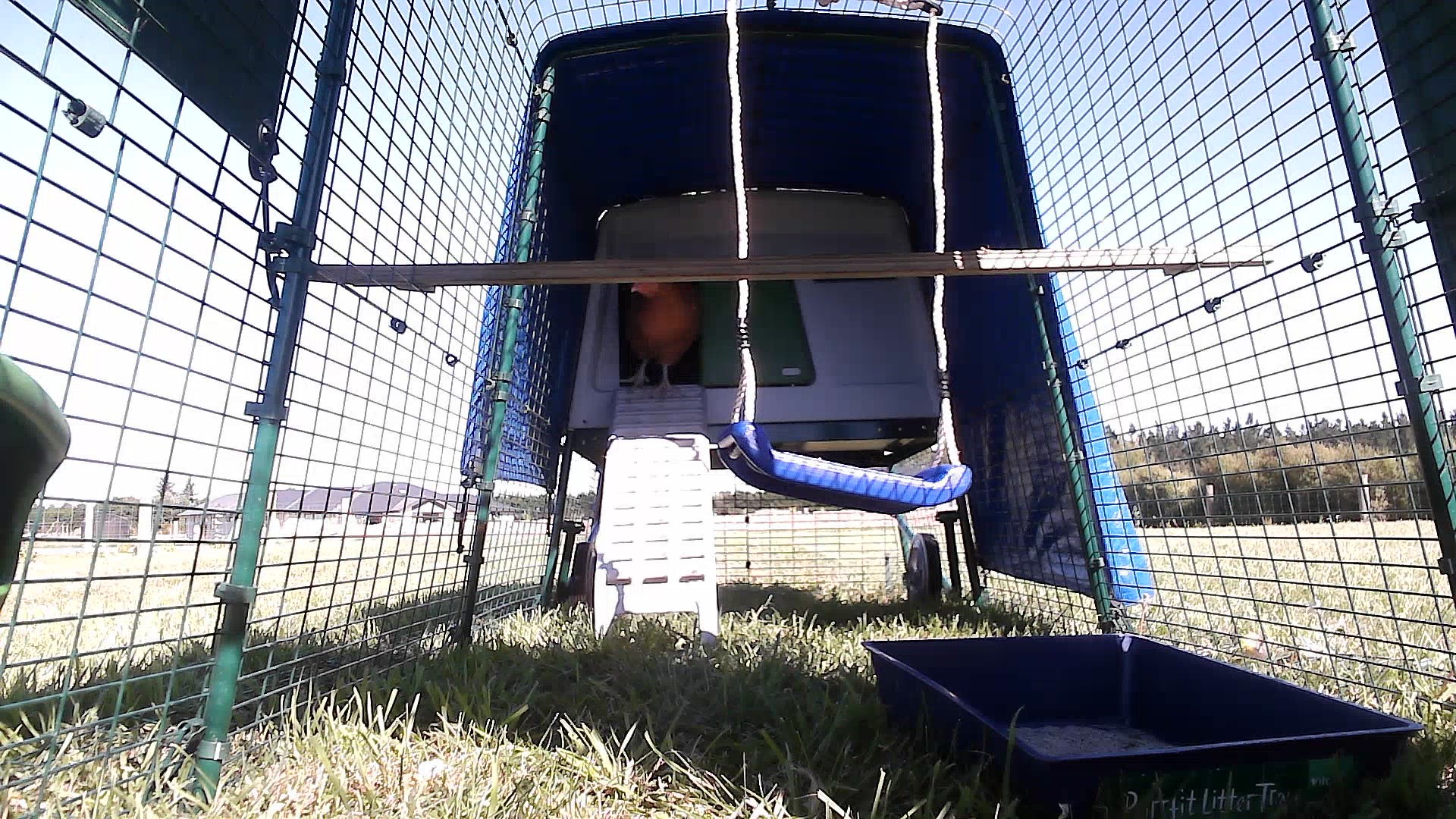 Coop photo