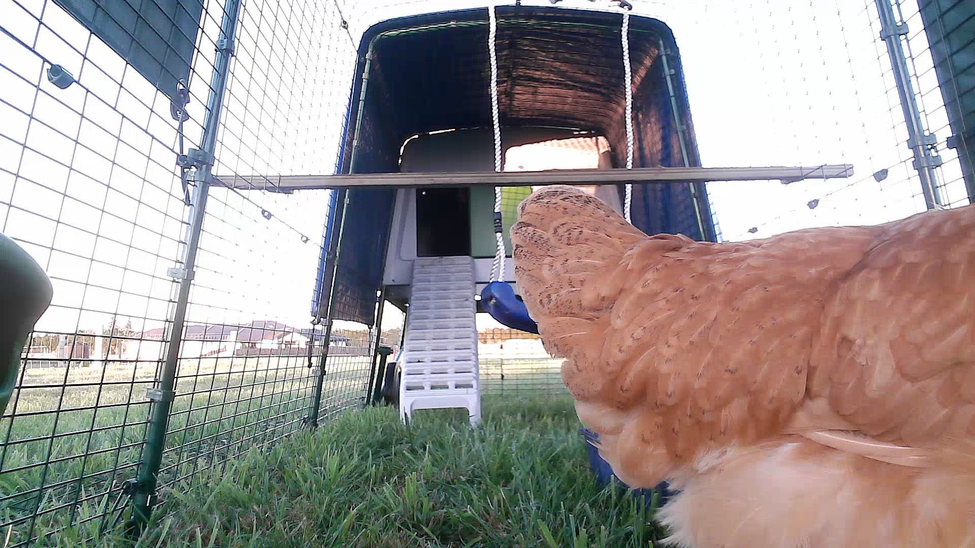 Coop photo