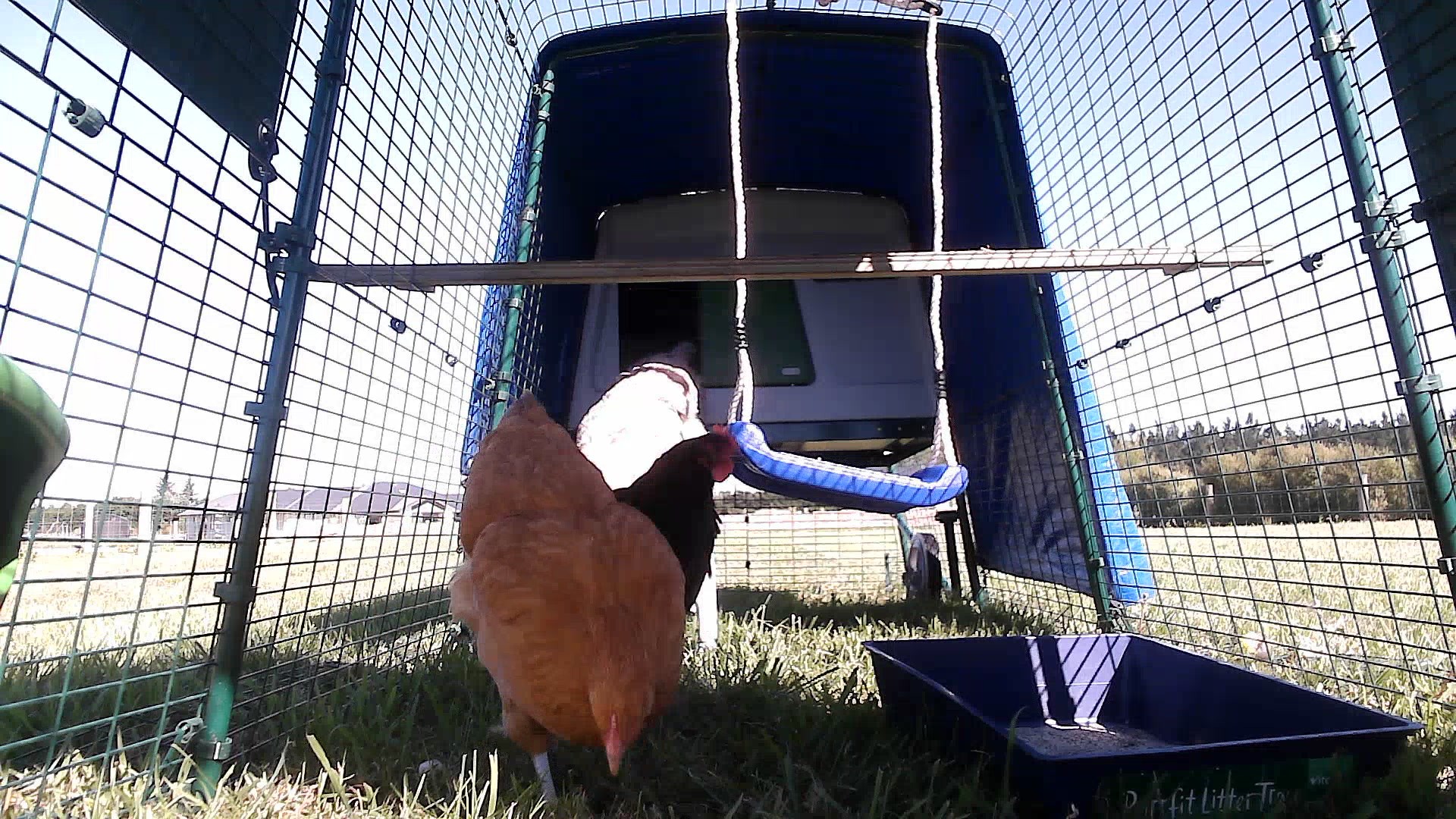 Coop photo