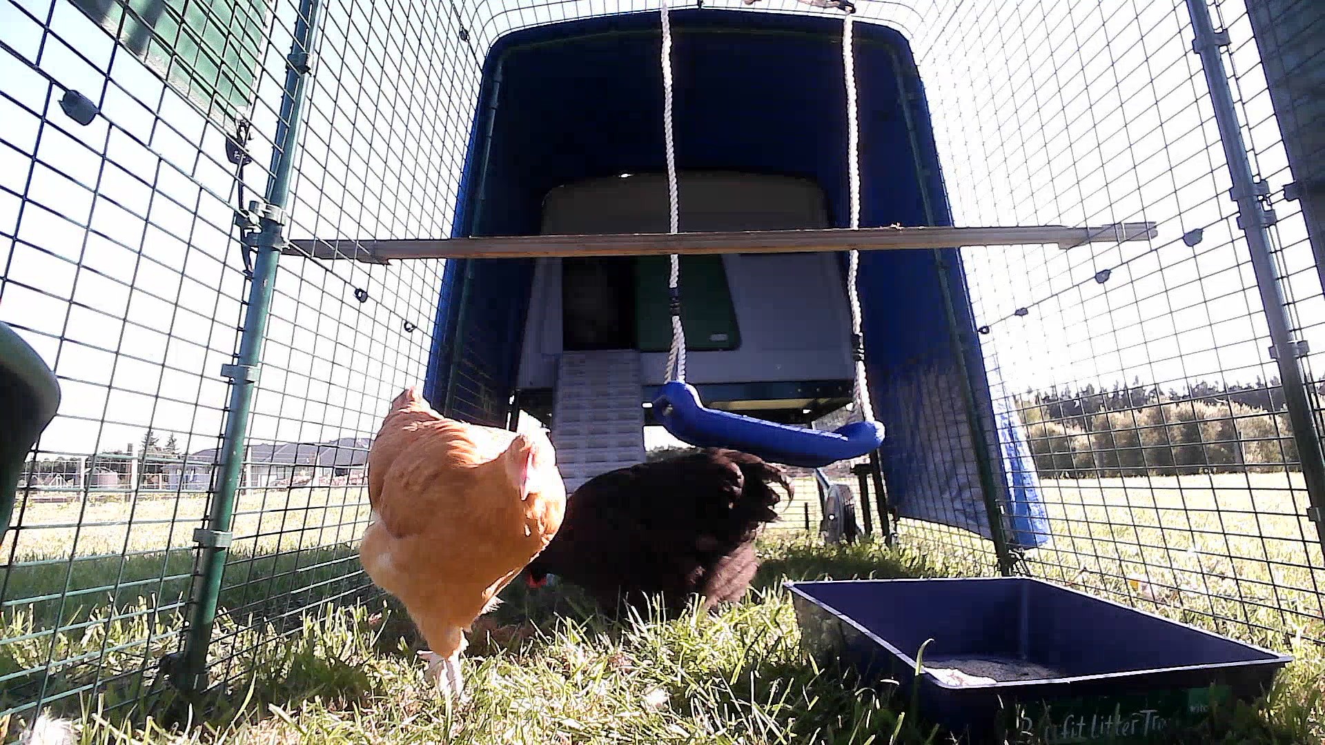 Coop photo